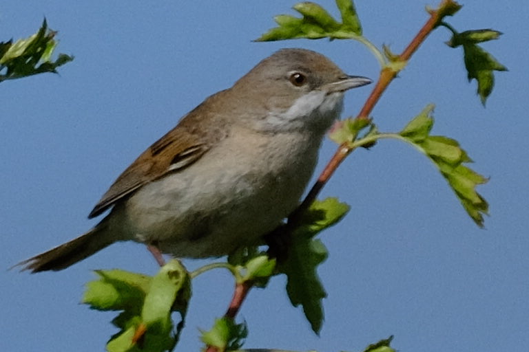 Gerry0504's tweet image. #Whitethroat 
#Tanfield
Monday