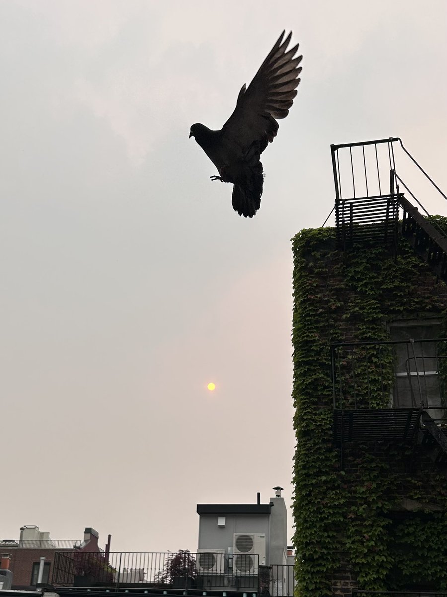 How can we help birds during these smoky days? (Thank you to all who’ve asked.) Simply, we can't. Keep yourself safe. If you do happen to be outside and find a bird in need, please bring it inside and keep it well contained until you feel comfortable traveling to the clinic.