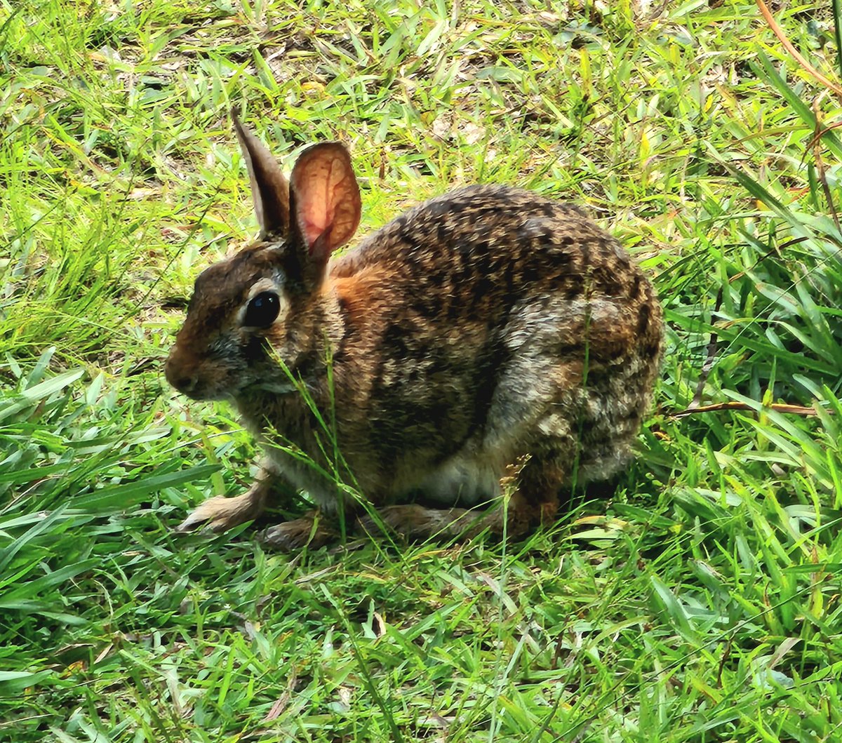 Just a little #BackyardWildlife chilling on an early summer afternoon. 
#bunny #floof Eastern #Cottontail #Rabbit.