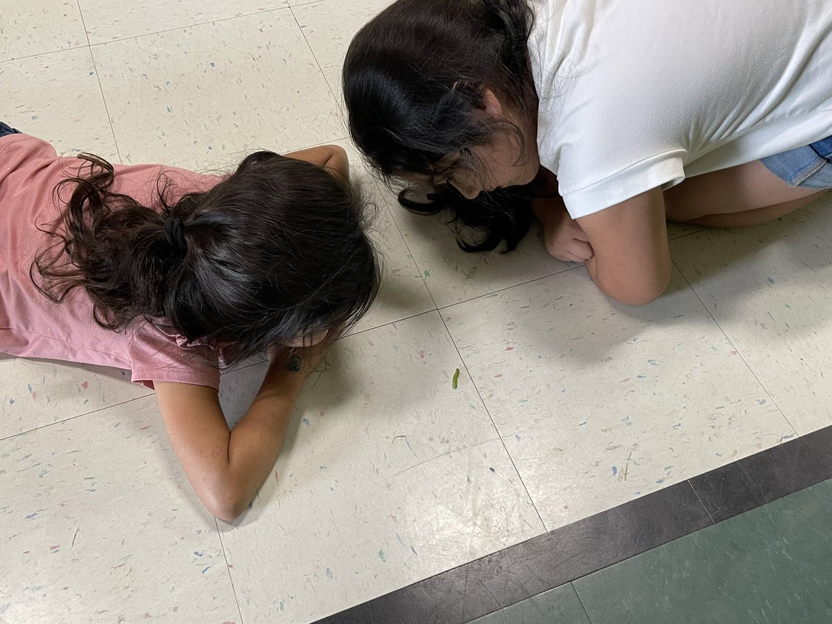 LasPalmasEISD's tweet image. Even on the last day of school…during dismissal…our scholars are INQUIRERS! Thank you to @Maestra_Estrada for helping our leaders find a safe spot for this caterpillar. #LPLS4Girls #LPEPawsUp