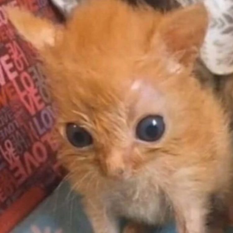 humweed's tweet image. don couf dunt coff dount ccough dong