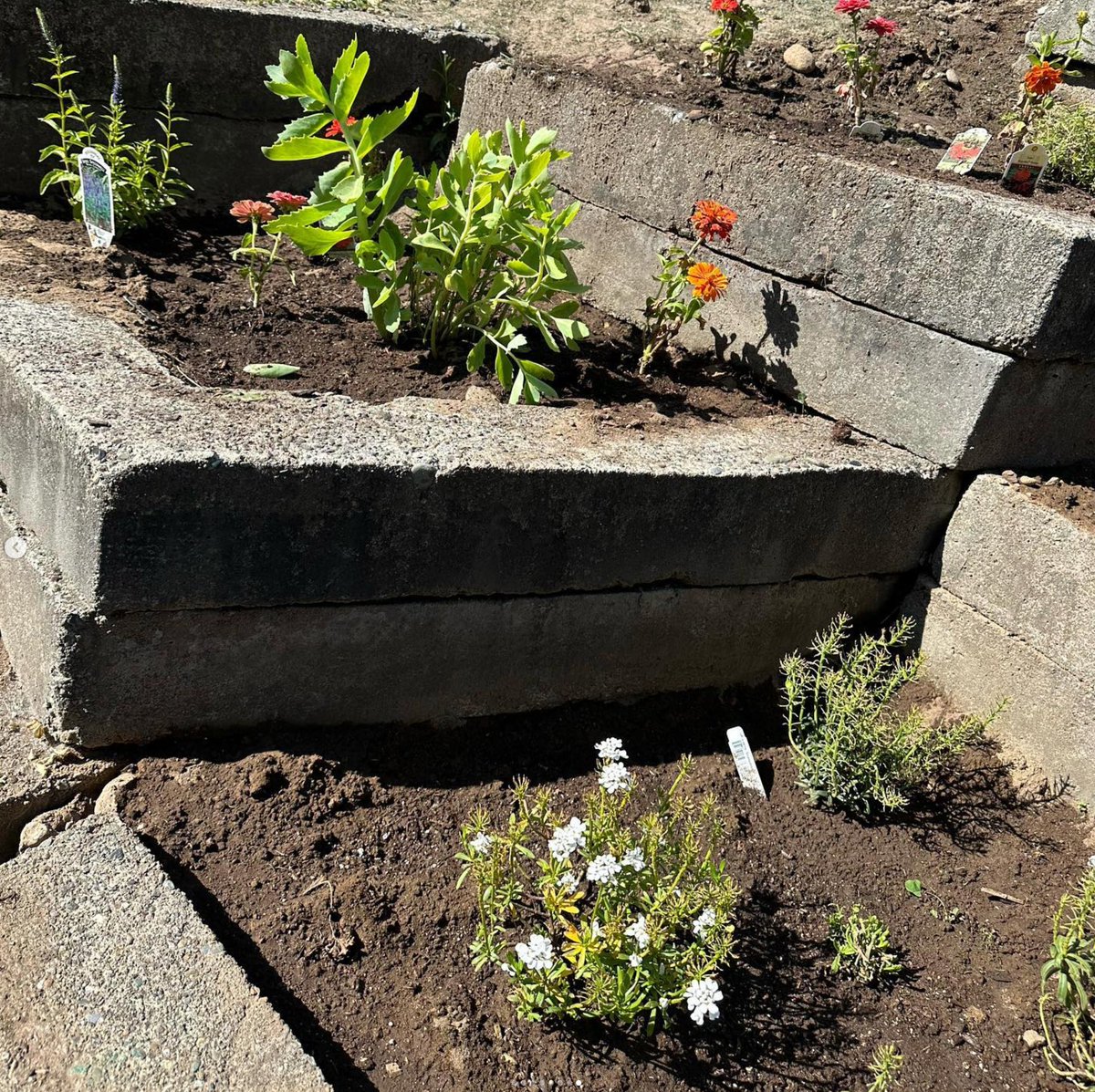 🌱🏫 Peninsula High School Environment Club reached their goal of a native plant school garden! Students from the club and PHS Key Club planted flowers and herbs together. Check out photos from the planting day. #InspiredAndEmpoweredPSD #EveryChildEveryDay 🌿💚🌺🌿✨📸