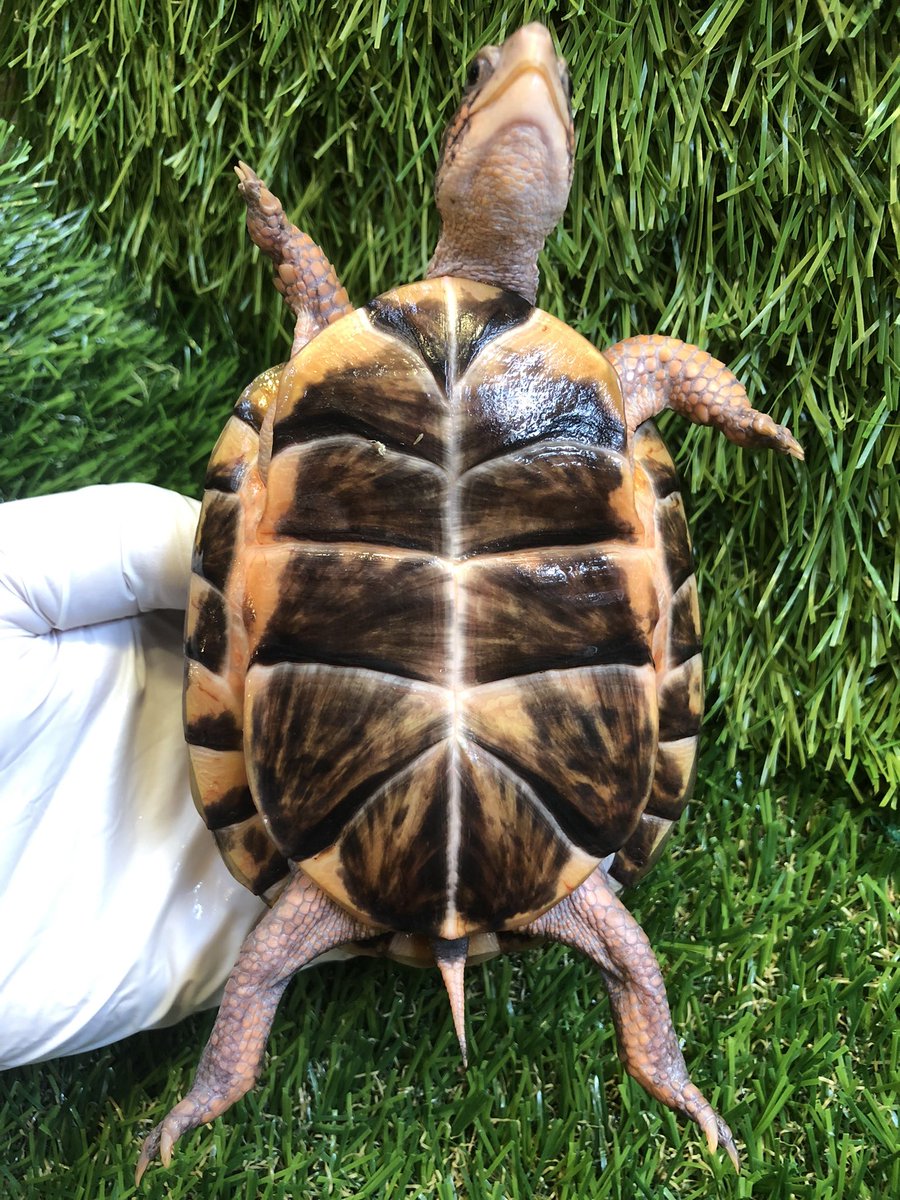Land_mark_jp's tweet image. 黒基調の美腹甲
キレイな腹甲は好きですか。
好きです😋

#Terrapene carolina carolina