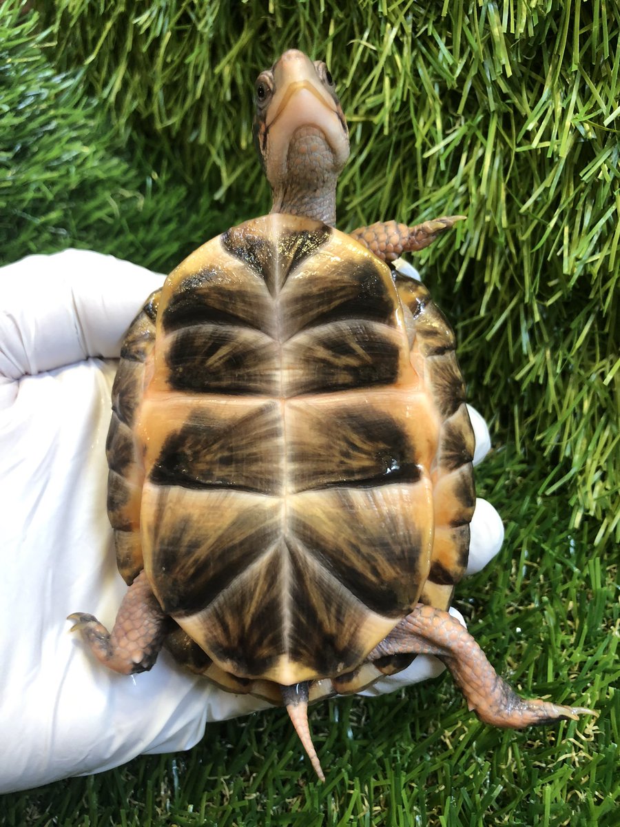 Land_mark_jp's tweet image. 黒基調の美腹甲
キレイな腹甲は好きですか。
好きです😋

#Terrapene carolina carolina