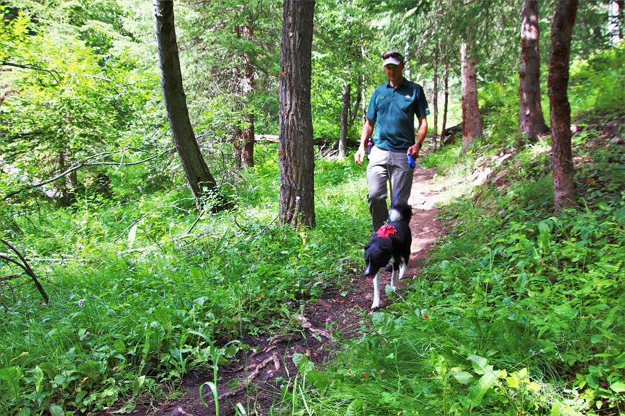 Alberta SPCA tweet media