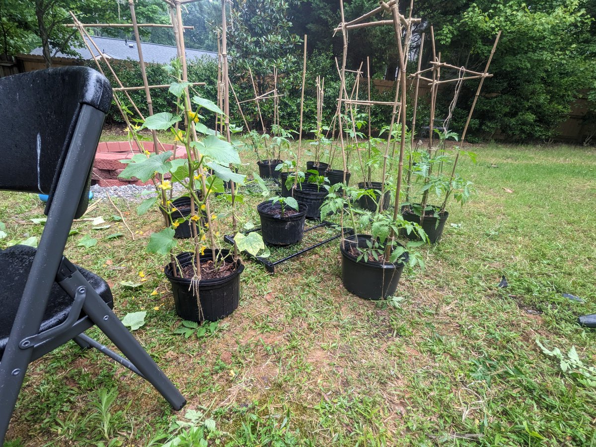 ssorTV's tweet photo. Stardew IRL is coming along swimmingly. One of the perks of traveling for work is coming back to a jungle! https://t.co/nWinAyu5F3