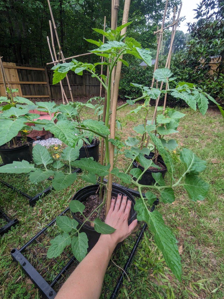 ssorTV's tweet photo. Stardew IRL is coming along swimmingly. One of the perks of traveling for work is coming back to a jungle! https://t.co/nWinAyu5F3