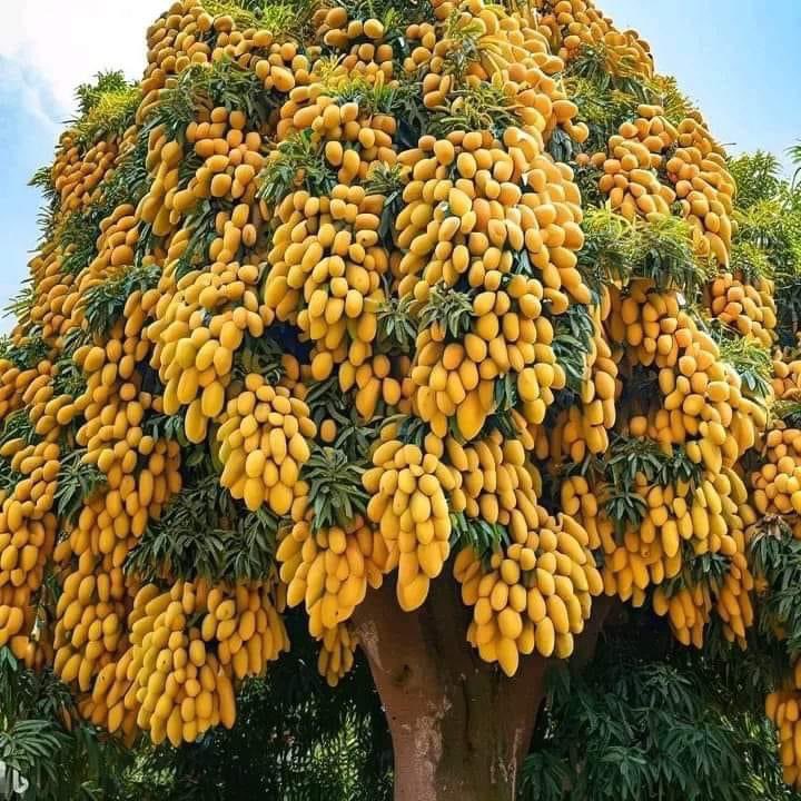 ModernAgri_Tips's tweet photo. ✳️ Fact about Mango

In addition to being a really good source of vitamin C, Mangoes are a decent source of vitamin A, folate and are pretty high in fiber, which is beneficial for colon cancer prevention, heart disease and weight control. https://t.co/RI1G16gLmr