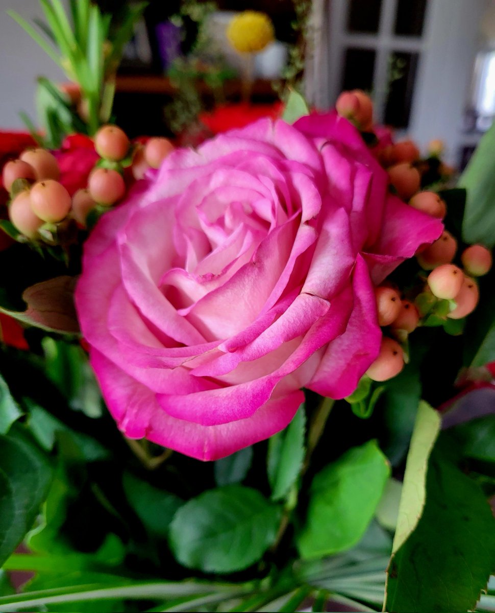 I don't have any garden roses at the moment but I do have this lovely rose in a bouquet on my desk. #RoseWednesday