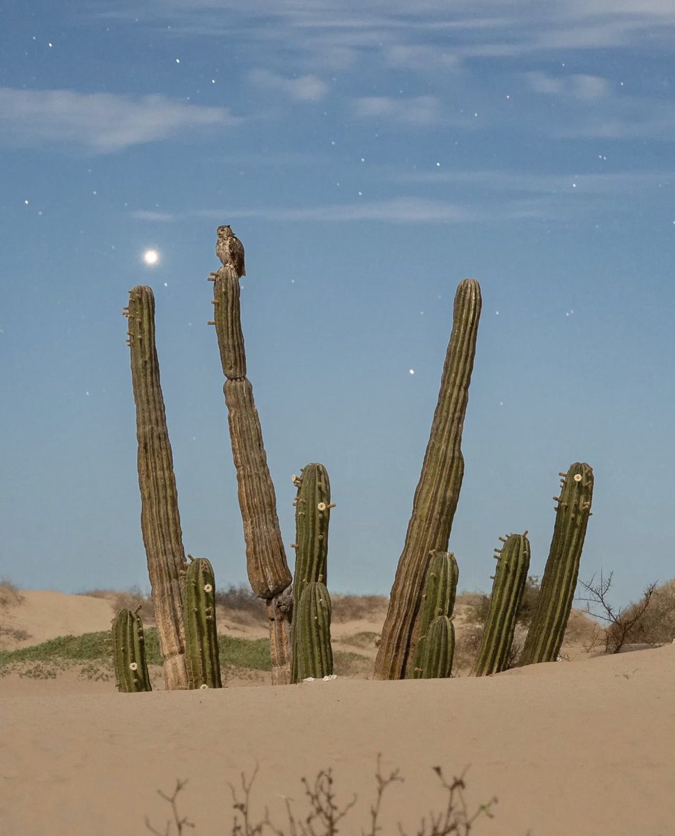 VisitSonora's tweet photo. El desierto, las estrellas, su flora y su fauna 🏜️✨ @danielfgallardo nos comparte con su fotografía un momento de conexión entre la naturaleza 🌵💫🦉
📍Tastiota, Sonora
#SonoraMeEncanta #ExperienceSonora #Sonora #VisitSonora #visitmexico #playa #cardones #desierto #aventura https://t.co/ZvrSix1u84