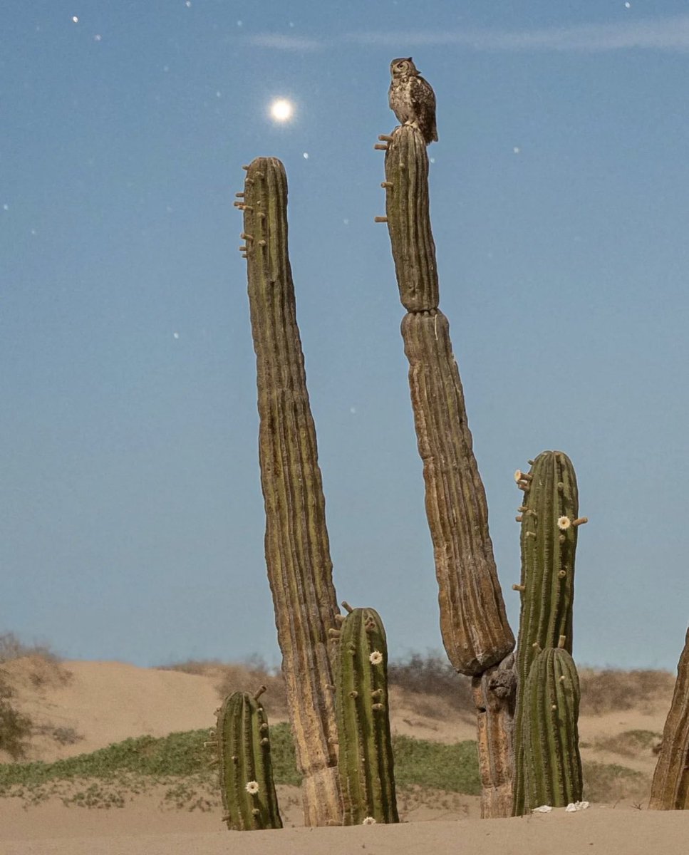 VisitSonora's tweet photo. El desierto, las estrellas, su flora y su fauna 🏜️✨ @danielfgallardo nos comparte con su fotografía un momento de conexión entre la naturaleza 🌵💫🦉
📍Tastiota, Sonora
#SonoraMeEncanta #ExperienceSonora #Sonora #VisitSonora #visitmexico #playa #cardones #desierto #aventura https://t.co/ZvrSix1u84