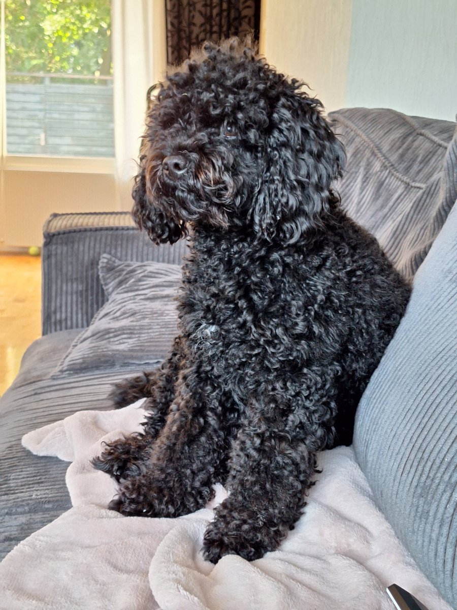 andreamyqueen_'s tweet photo. our beautiful buddy. 🩷 https://t.co/vpBOZsAle3