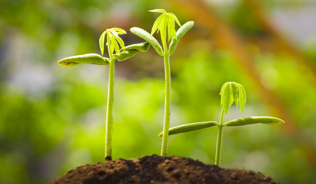 Carbon credits offer a unique way to diversify your investment portfolio. 

Instead of traditional stocks or bonds, you can invest in projects that reduce greenhouse gas emissions and combat climate change. It's like investing in a better future! 📈🌿