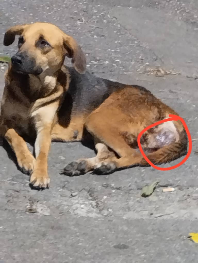 PerroUsuario's tweet photo. Necesita ser atendida con urgencia RT @Ma_Elisa_G: URGENTEEE tiene hemorragia, desnutrida NECESITA ser RESCATADA o MORIRÁ, está en Plaza Madariaga del Paraíso. 04241279232.  https://t.co/iKkie3kDjN