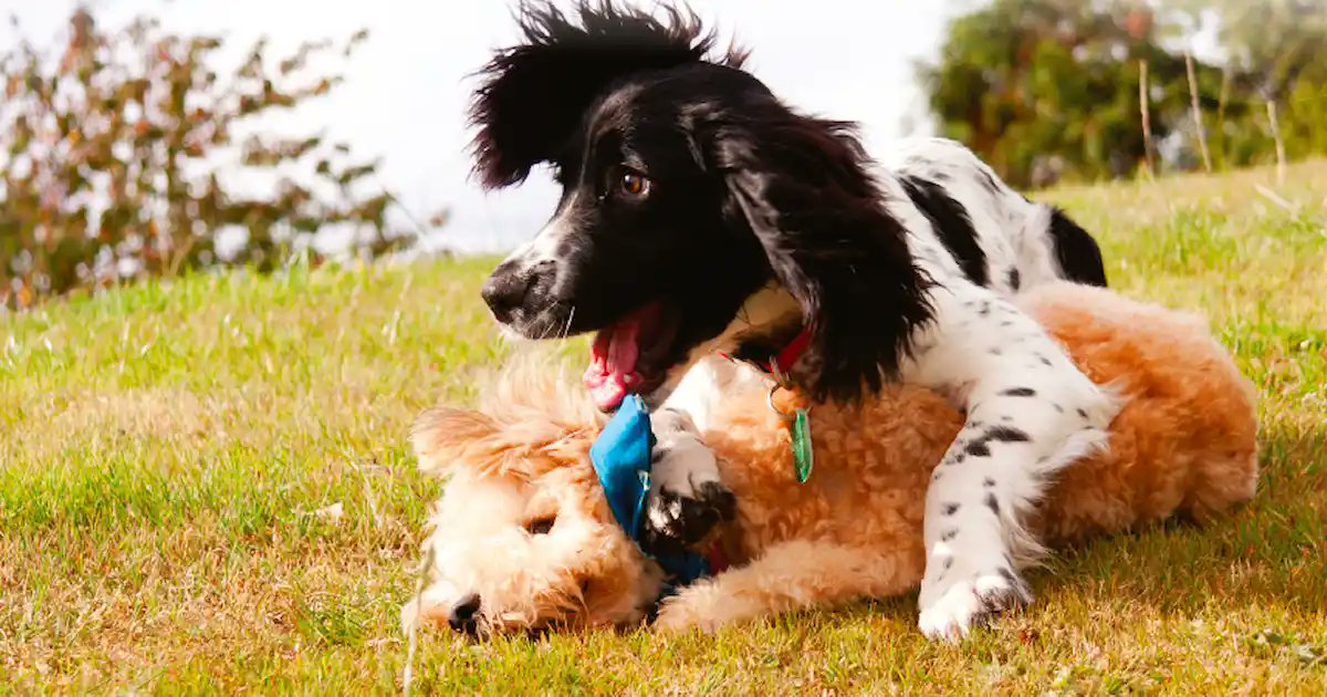 Almuoc's tweet image. You may have heard trainers and behaviorists talk about arousal or over-arousal in dogs. But what is it, and what can you do about it?
 #dogbehavior #DogBehaviorModification #dogbehaviortraining 

 buff.ly/45G2h9z