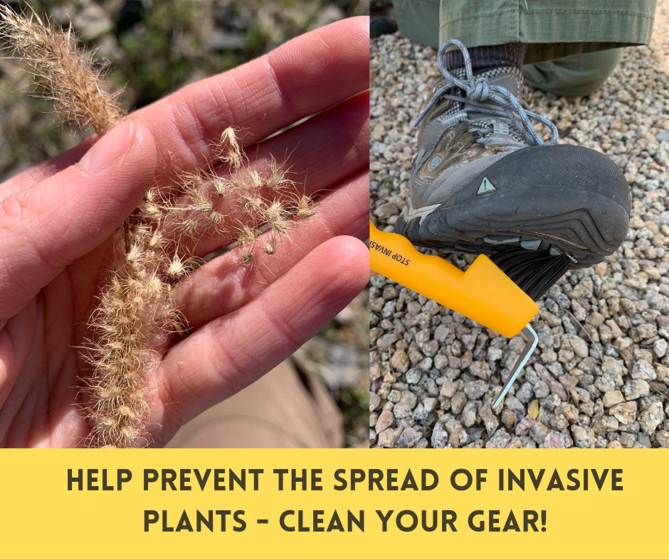 It's #PlayCleanGo Awareness week! As you're enjoying the outdoors this summer, help us prevent the spread of invasive plant species by cleaning your boots & other gear before entering & leaving rec  areas. Come clean, leave clean. More info: playcleango.org

#AZForestry