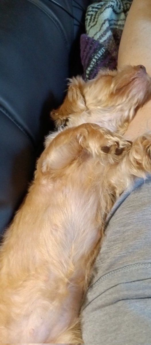 MelaniWendling's tweet photo. @genius_dogs https://t.co/HgJNQRcjky
