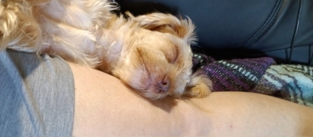 MelaniWendling's tweet photo. @genius_dogs https://t.co/C4gyko9Jux