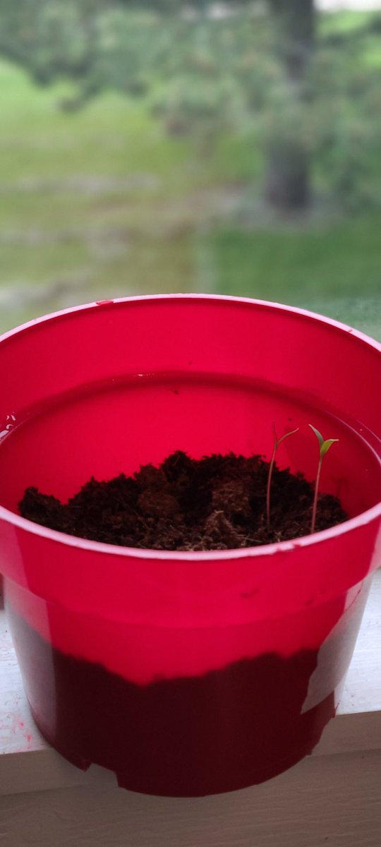 SharonMittal's tweet photo. What's the connection between wildfires, climate change, and soil? - drought, chemicals, air quality, carbon dioxide, agriculture, healing the soil. Thx #RocoFilms + KissTheGround for inspiring Qs @WillowParkJr @kisstheground @bigpictureranch @lovebeingryland @finianmakepeace https://t.co/CSS1qOgQbX