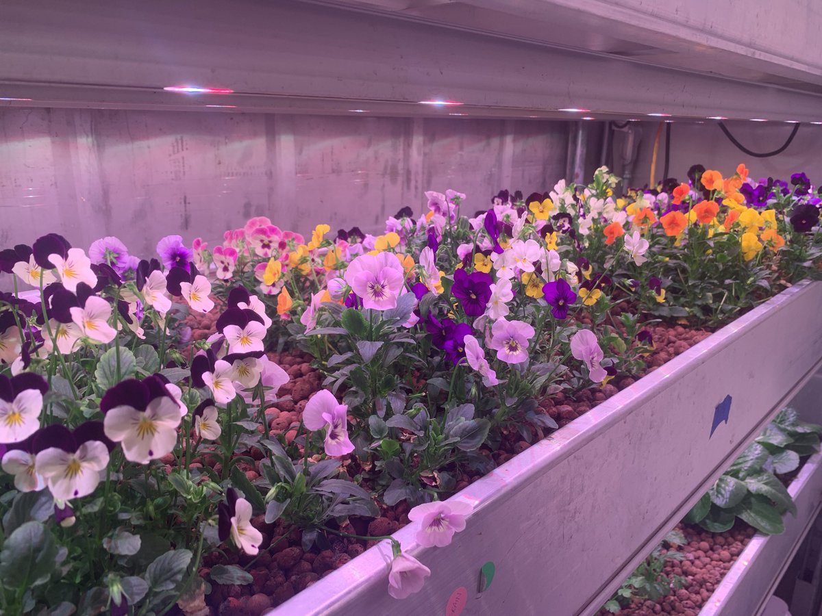 L’hydroponie comme application réelle en classe pour la biologie végétale et comme une des multiples solutions face aux nombreuses crises actuelles.
Bonus: on peut faire pousser des fleurs comestibles 😋 #hydroponie #EDD <a href="/awtyintlschool/">Awty Intl. School</a>