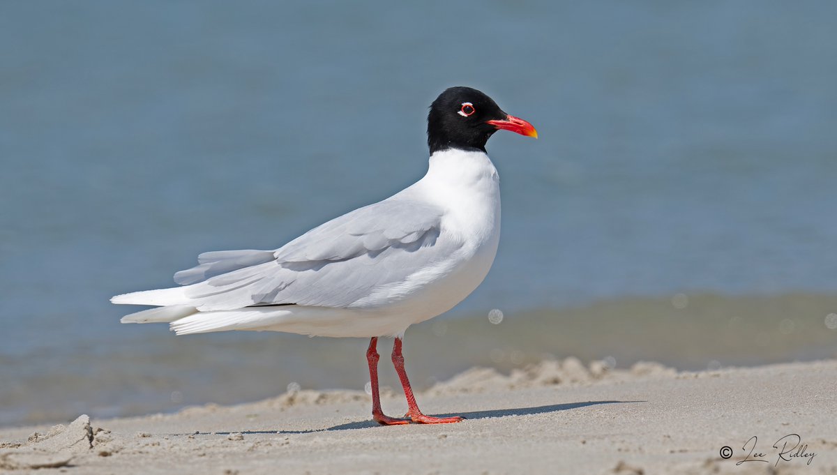 Mediterranean Gull - Hayling Island #NikonBirds #NikonD500 #Nikon500mmF4e