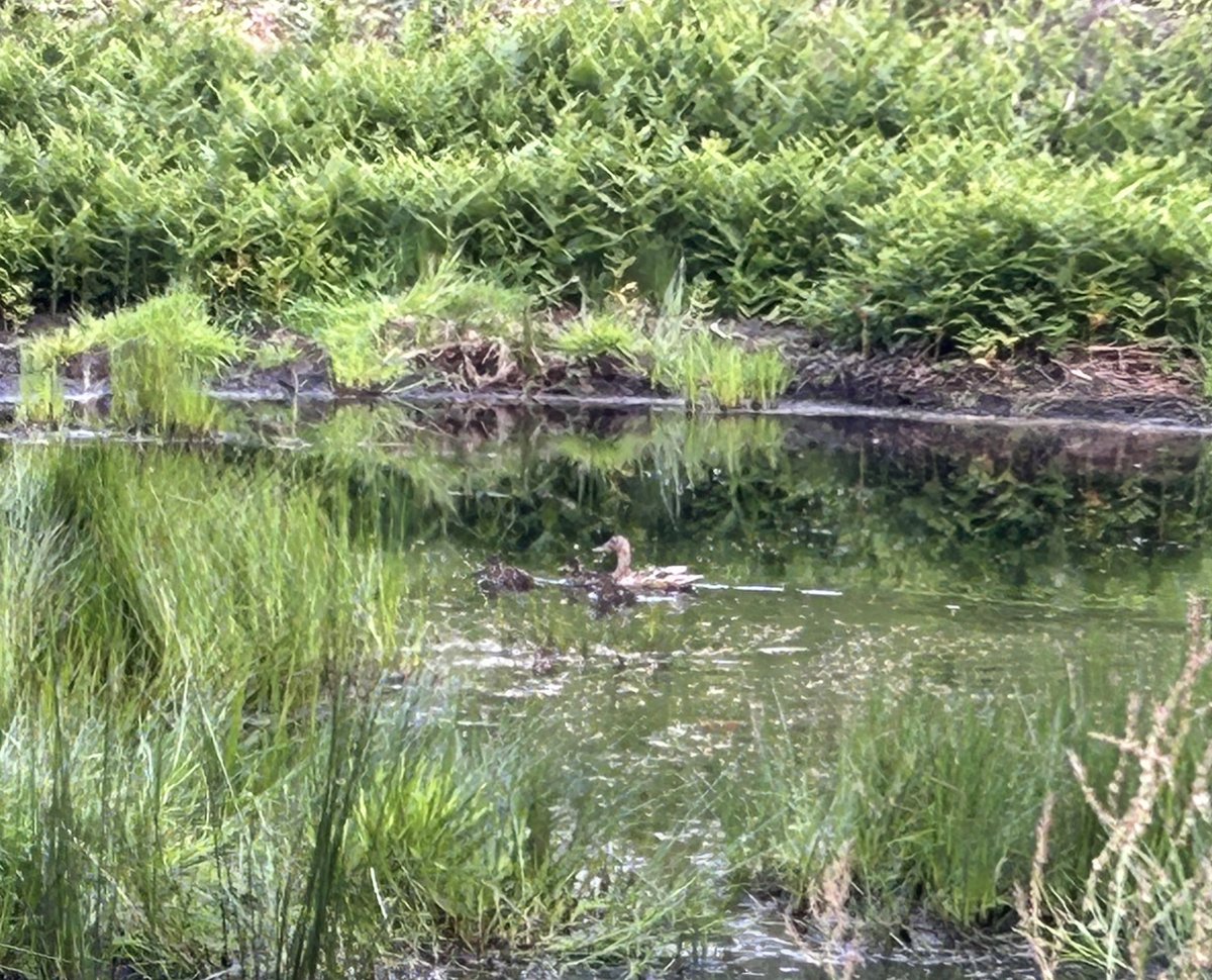 David Healy (@davidhealyv) on Twitter photo Lovely to see the ducks taking advantage of the rewetting of Bog of the Frogs in Howth Special Amenity Area in <a href="/dublinbiosphere/">Dublin Bay Biosphere</a> <a href="/Fingalcoco/">Fingal County Council</a> Lovely to see the ducks taking advantage of the rewetting of Bog of the Frogs in Howth Special Amenity Area in <a href="/dublinbiosphere/">Dublin Bay Biosphere</a> <a href="/Fingalcoco/">Fingal County Council</a>