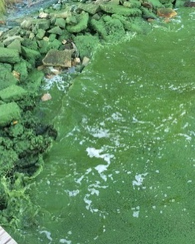 speirsquad's tweet image. #WhyWaterWednesday Alana grew up in FL, where she learned how to swim, fish, &amp;amp; wakeboard on the St. Lucie River, which now experiences toxic #algalblooms. Watching this ecosystem destruction motivated her to do #appliedresearch to protect waterways across the USA. @AginArk