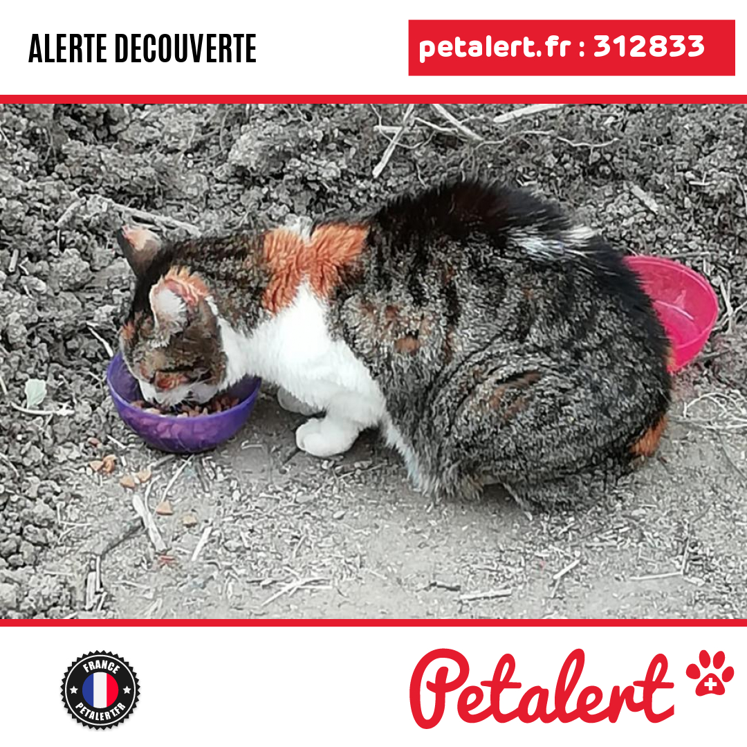 Trouvé #Chat #MaineEtLoire #Avrille #Petalert  #PetAlert49 / p3t.co/mj47S