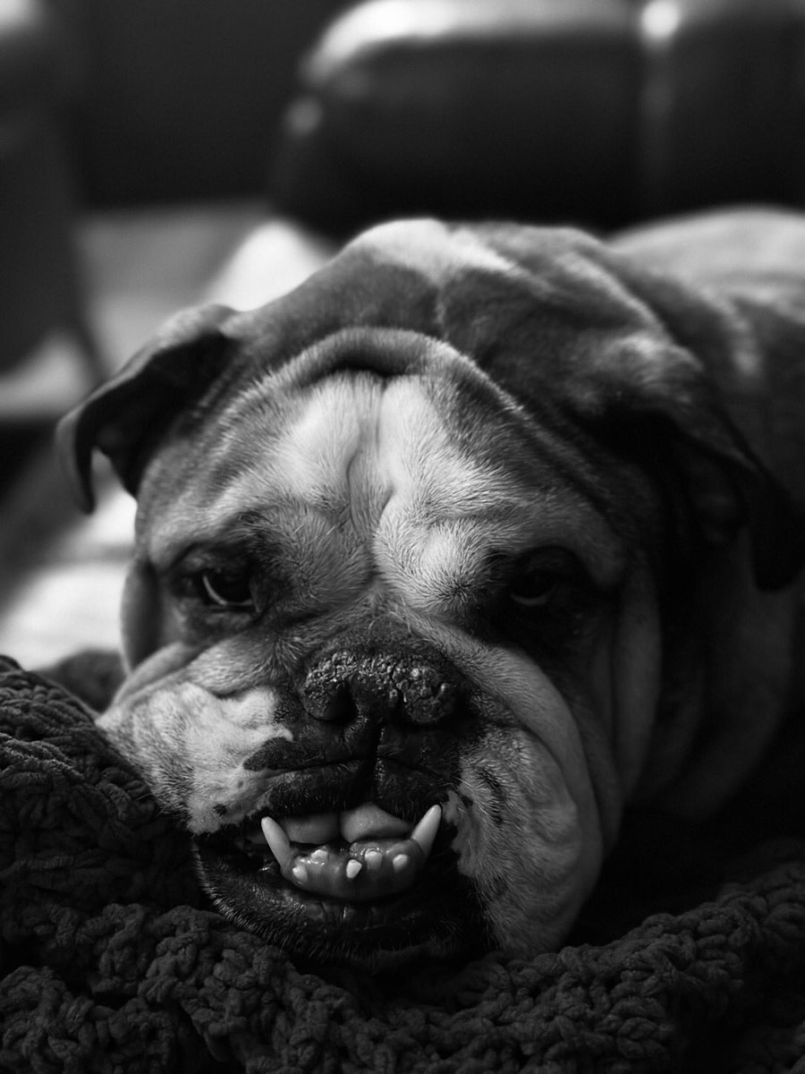 Another tough one friends….Please join me in lighting a candle to honor my amazing friend Gus <a href="/stephbump/">Gus</a> ….He brought us so much joy and we will miss him every day…😢💔 Love you Gus and you will forever be in my heart…❤️