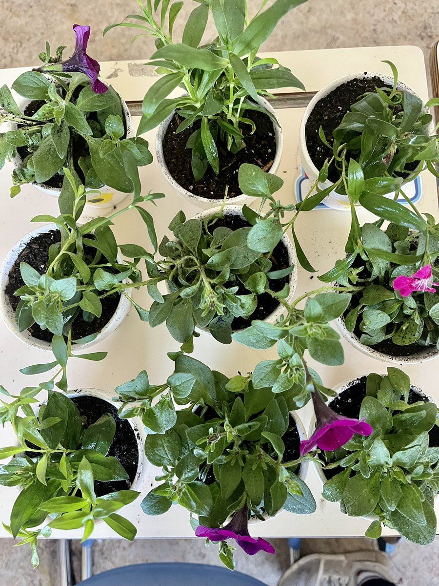 MissMaslak's tweet photo. PLP potted some new Spring flowers! These went home today in our fingerprint flower pots! https://t.co/OtQ7pwBF4t