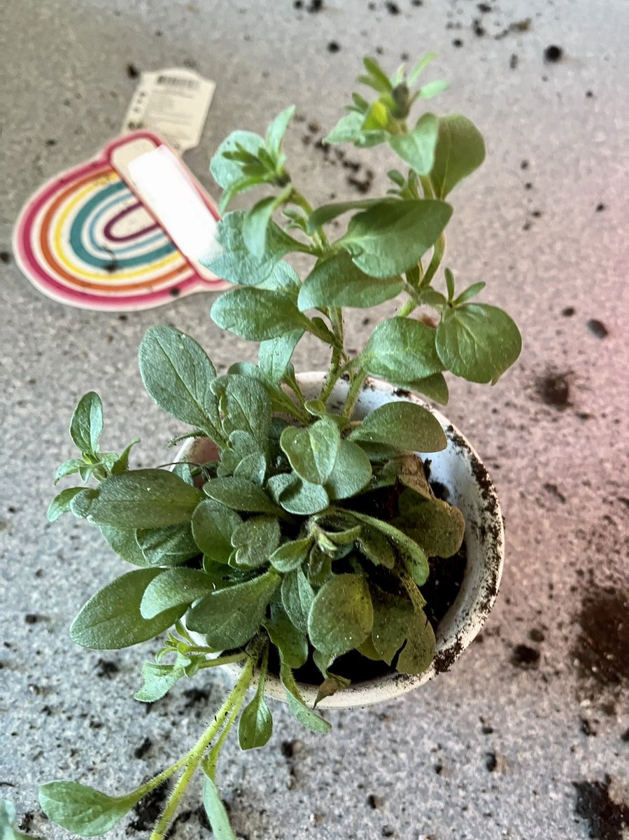 MissMaslak's tweet photo. PLP potted some new Spring flowers! These went home today in our fingerprint flower pots! https://t.co/OtQ7pwBF4t