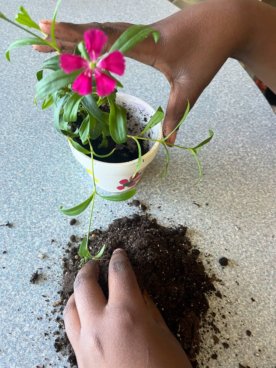 MissMaslak's tweet photo. PLP potted some new Spring flowers! These went home today in our fingerprint flower pots! https://t.co/OtQ7pwBF4t