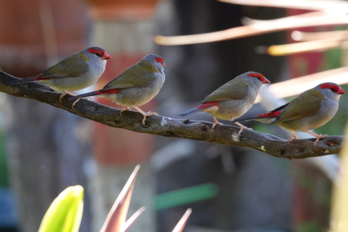 #FirstSeenAndHeard #FSAH 

Seen: Red-browed Finch. Heard: Easter Whipbird. South Gippsland, Australia

@birdemergency 
#birdwatching #BirdTwitter #birdphotography #WildOz #bird #TwitterNatureCommunity #BirdsSeenIn2023 #SonyRX10iv
