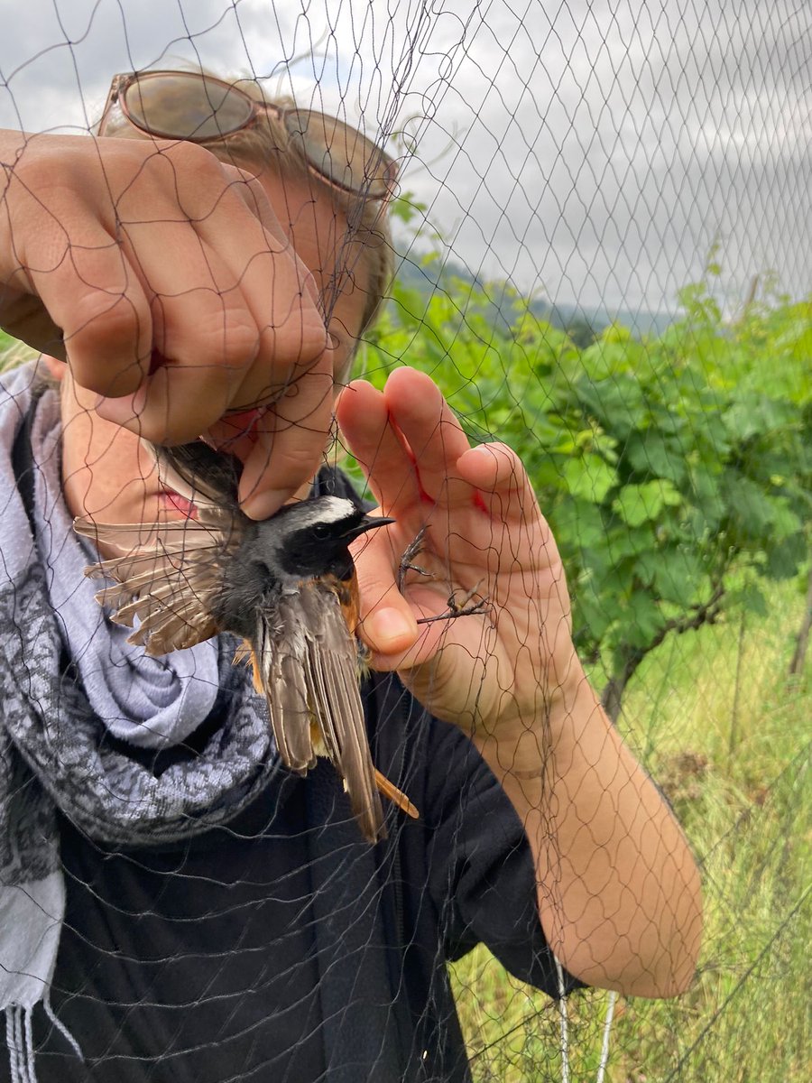 Our last round of mist netting was successfully completed today in #ECOOLIVES!
🥳🫒🐦🫒
After ~ 200 birds in the hand we gained a lot of experience and were stunned by the huge variability of each individual 🌟

Now happy to gain more sleep until the next round starts in Sep.! 😴