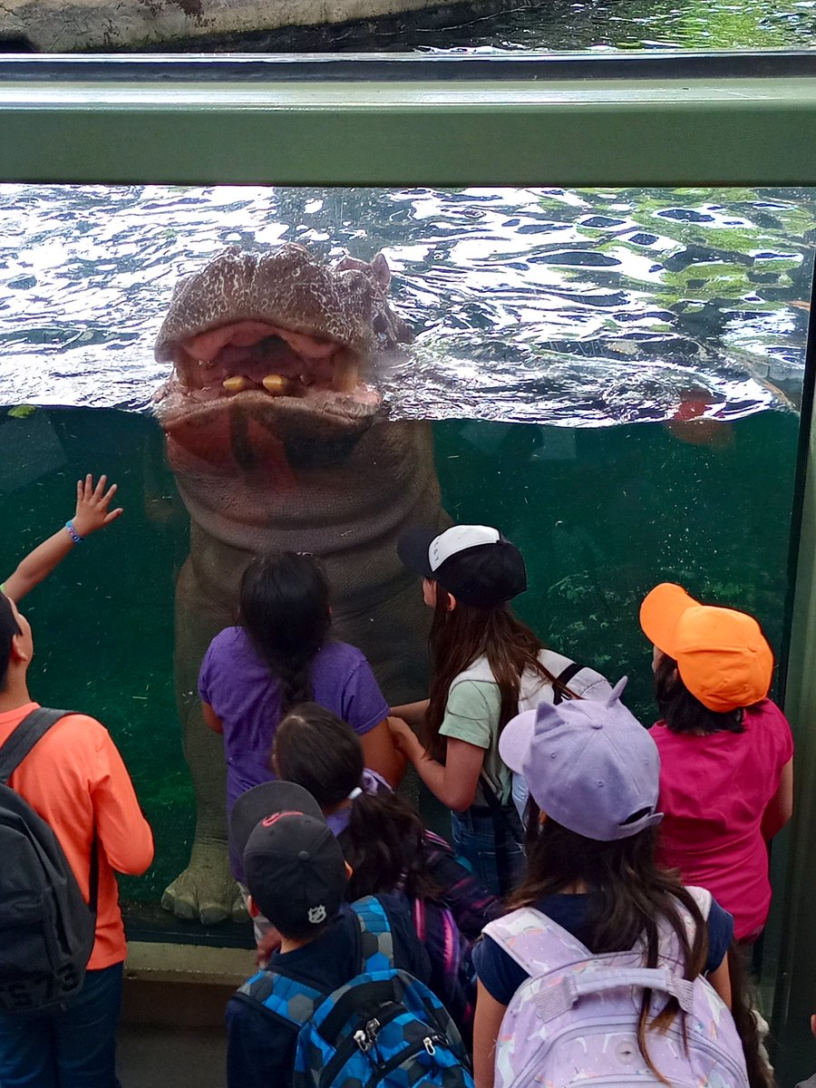 MissMaslak's tweet photo. Hippos, and tigers, and bears, oh my! PLP explored the zoo! https://t.co/igttjPWr0d