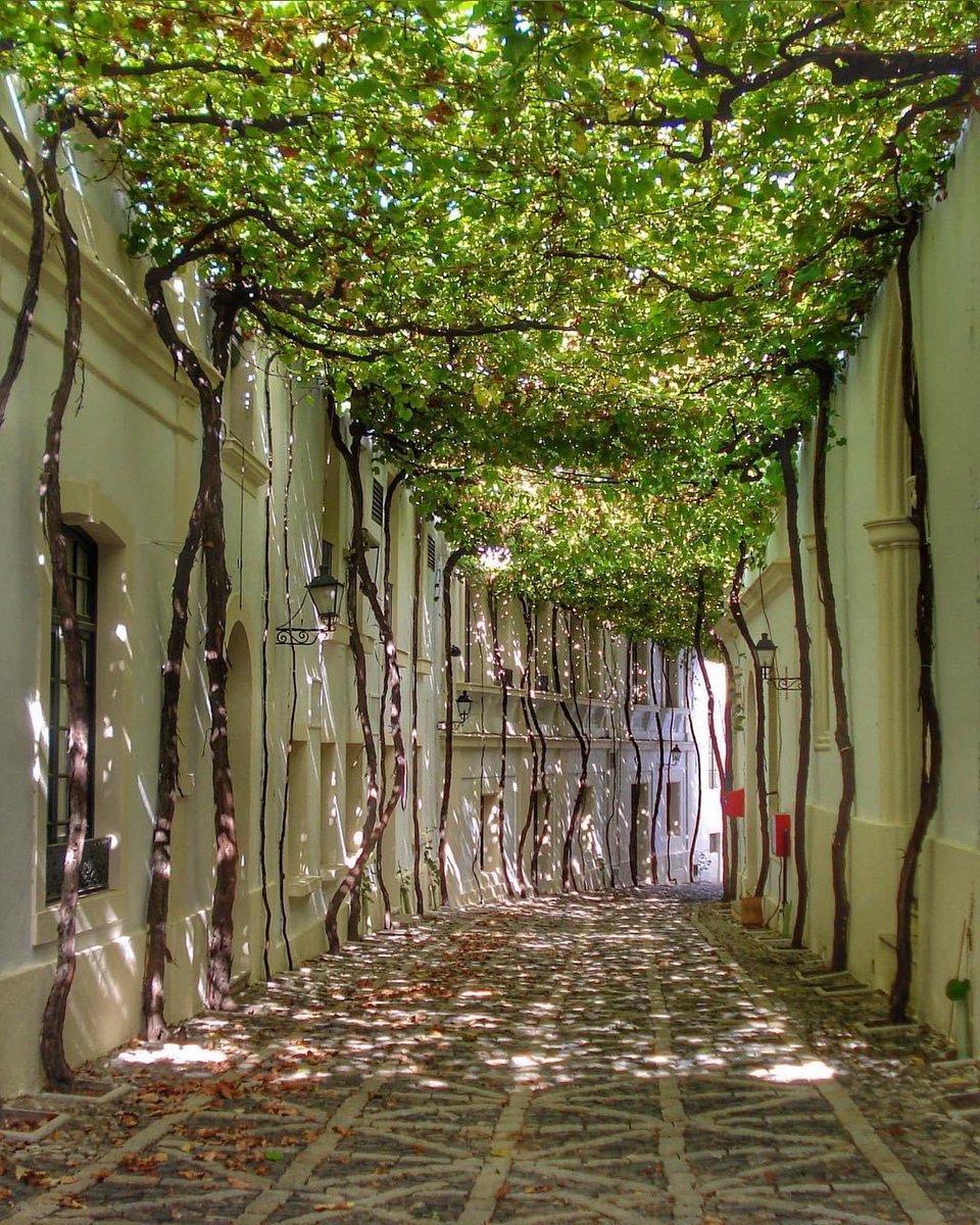 Túnel de parras en la Calle de los Ciegos, Jerez de la Frontera, (Cádiz)