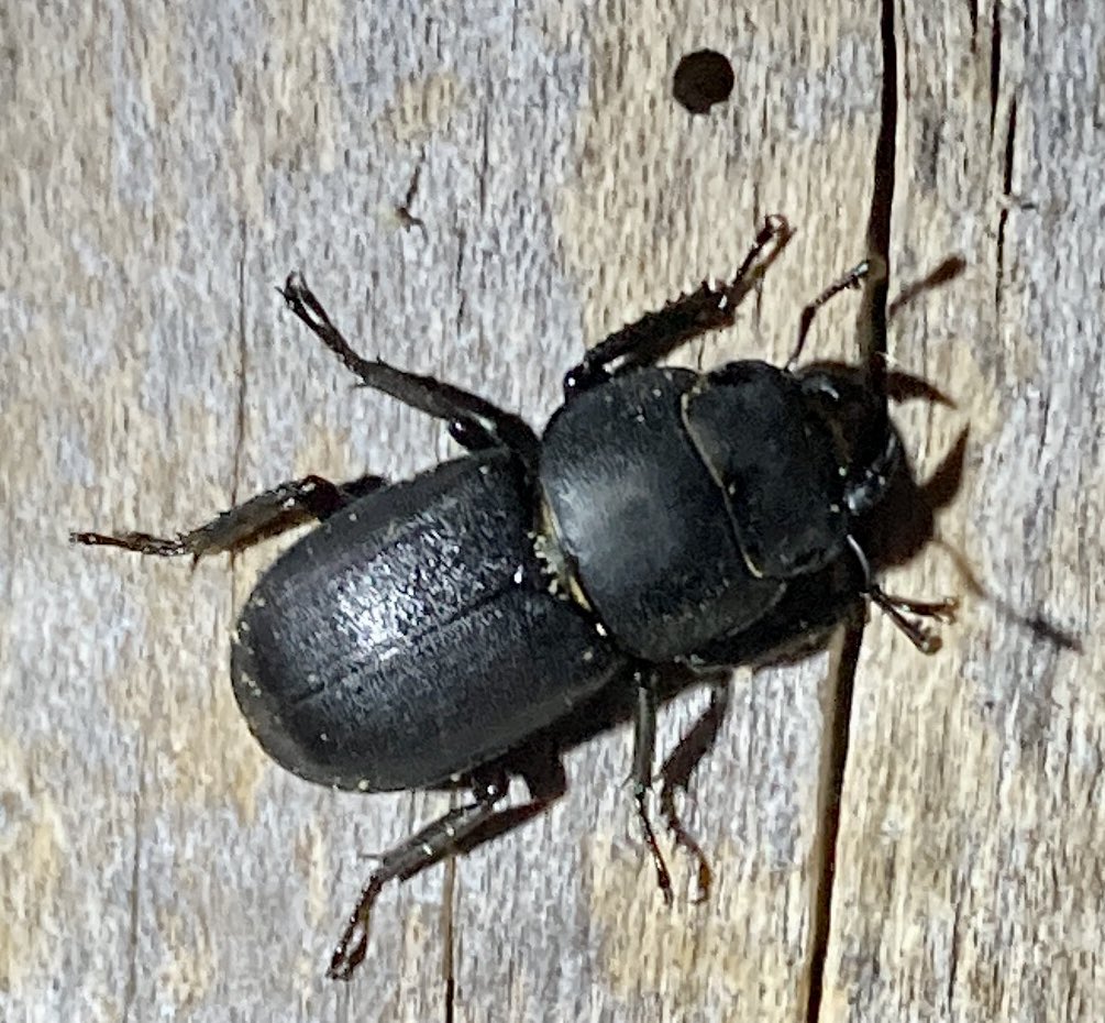 An evening wildlife safari turned up a Lesser Stag Beetle on a rotting trunk.