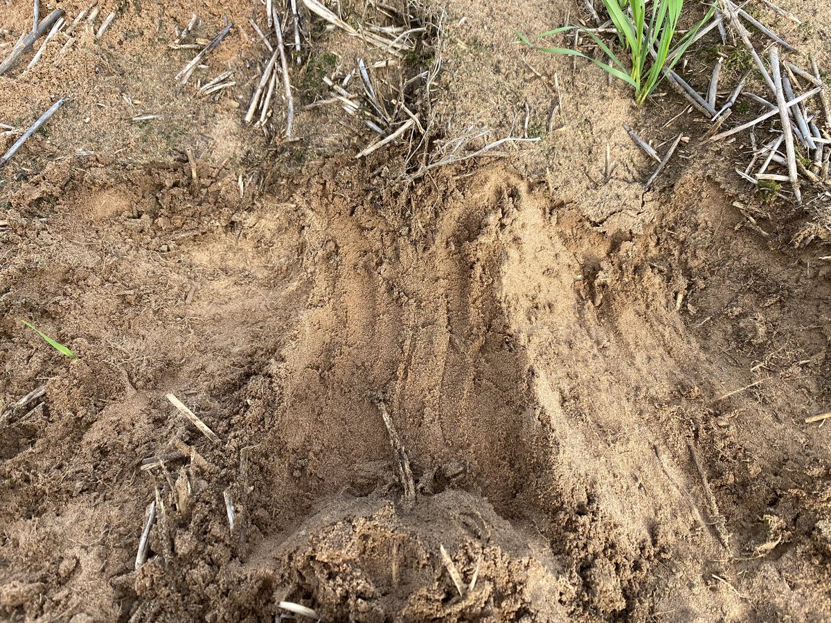 Chris Davey tweet media