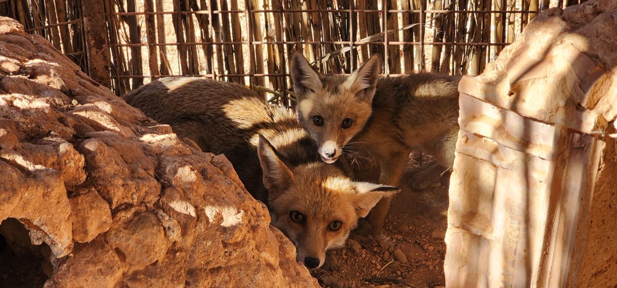 Ernesto’s Sanctuary for Syrian Cats on Twitter "Hello friends , the