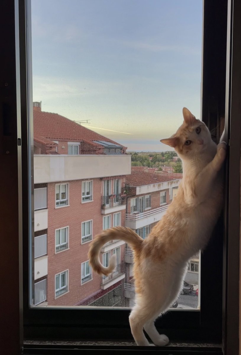 mariiamndza's tweet photo. holaaa!! este año mis compis de piso y yo empezamos a colaborar con una protectora para ser casa de acogida para gatitos, el curso se acaba y nosotras ya no podemos seguir siendo su casa de acogida, así que estamos buscando una nueva familia para Alfonso https://t.co/oaa1FolZTV