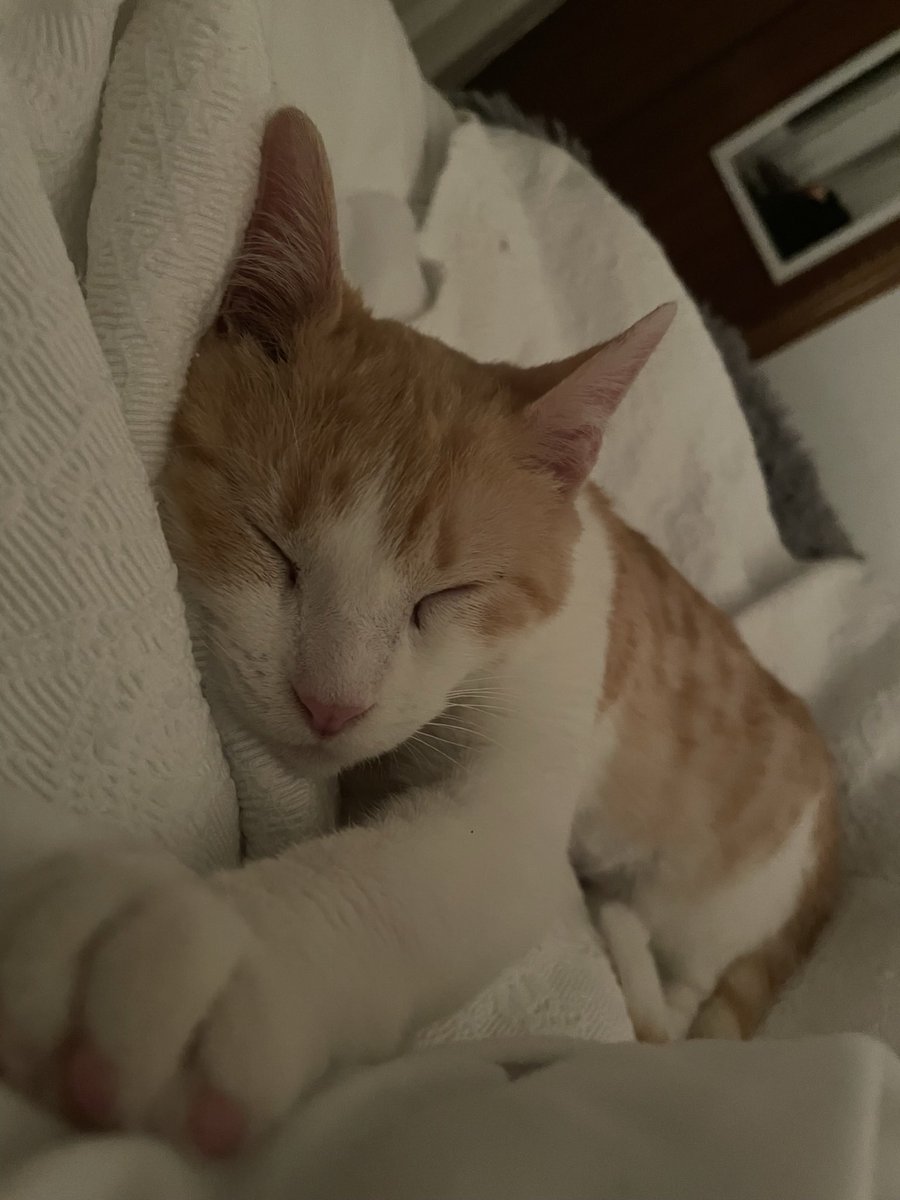 mariiamndza's tweet photo. holaaa!! este año mis compis de piso y yo empezamos a colaborar con una protectora para ser casa de acogida para gatitos, el curso se acaba y nosotras ya no podemos seguir siendo su casa de acogida, así que estamos buscando una nueva familia para Alfonso https://t.co/oaa1FolZTV