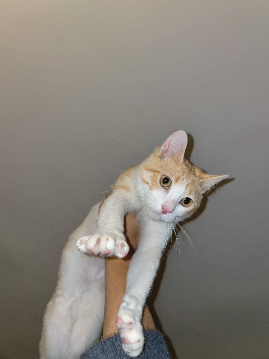 mariiamndza's tweet photo. holaaa!! este año mis compis de piso y yo empezamos a colaborar con una protectora para ser casa de acogida para gatitos, el curso se acaba y nosotras ya no podemos seguir siendo su casa de acogida, así que estamos buscando una nueva familia para Alfonso https://t.co/oaa1FolZTV