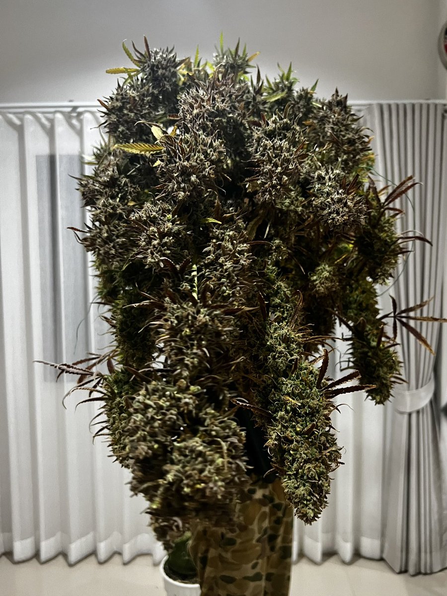 TheJoe420weed's tweet photo. รีทวิต=สุ่มแจกในกลุ่ม ดอกไม้/กิ่งชำ  พร้อมแบ่งปันกัญเสมอครับ หลักร้อยหลับสิบแบ่งหมดจ้าาา  #ขายกัญชา #กัญชารังสิต #ขายกัญชากทม #ขายกัญชา  #สายเขียว #เมืองทอง #รังสิตภิรมย์ #ลาดพร้าว #มอกรุงเทพ #เสรีกัญชา #มอรังสิต  #กัญชาไทย #รังสิตภิรมย์ #กิ่งชำ #ต้นกัญชา #ค่ายexotic #ค่ายinhous https://t.co/XCWMC0OiKd