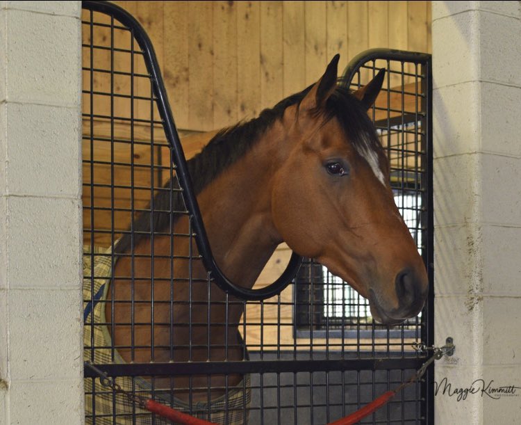 FlaxmanFanPage's tweet photo. 4yo gelding 𝘼𝙎𝙏𝙃𝙍𝙊𝙎 (Medaglia d’Oro—Pachattack) half brother to Dilmun and Liquid Amber, makes his belated racecourse debut in race 5 (1m70y, Maiden, 2:30pm ET/7:30pm BST) at Delaware Park on Friday. Mychel Sanchez rides for Graham Motion.
📸 #Asthros | @Maggie_Kimmitt https://t.co/ix86QpjQka