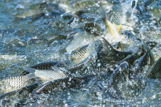Aquaculture: Meeting Food Needs Sustainably 🌍
Aquaculture can feed our growing population, but responsibility is key! Let's explore why sustainable and ecological practices are crucial. Join the conversation! #SustainableAquaculture #FeedingTheFuture