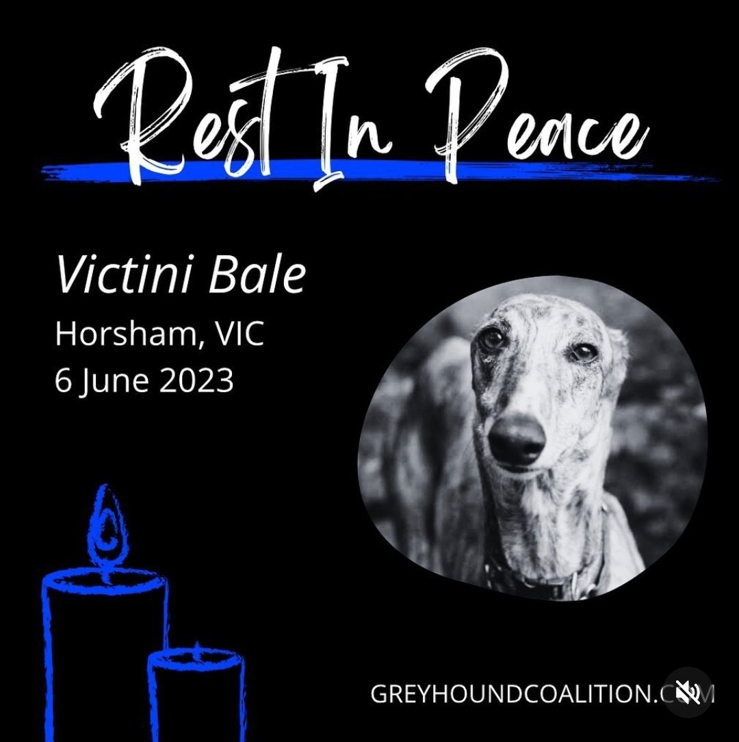 Animal Justice Party Victoria on Twitter ""Two young dogs suffered leg