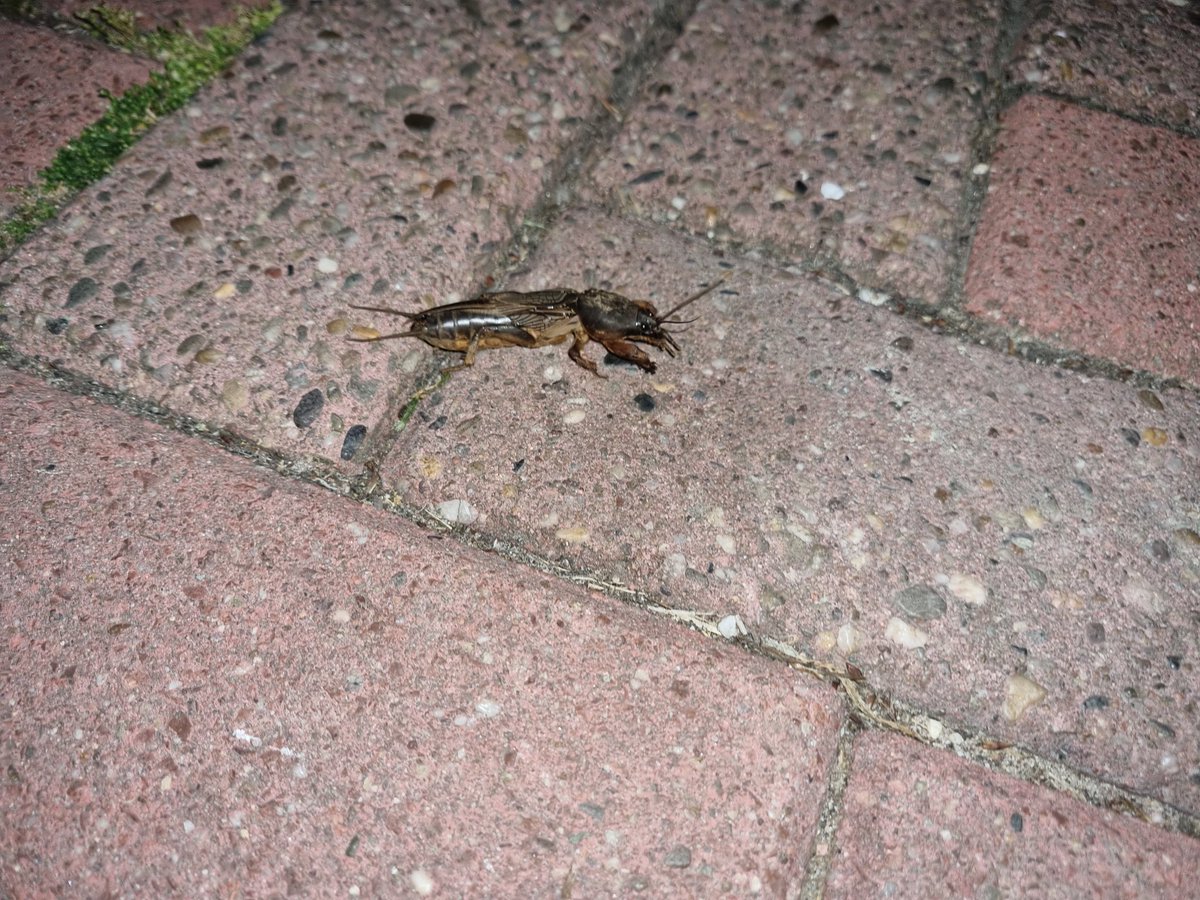 Iemand enig idee wat dit voor gezelligerd is? Ongeveer 8-9 cm #dtv #insects #bentwoud #natuur
