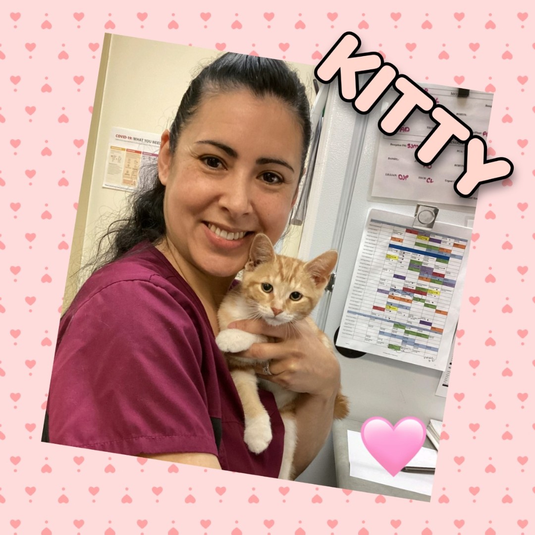 Meet Kitty!
#Petoftheday #kingston #ontario #24hrhospital #afterhoursvet #veterinarycare #petcare #animalhospital #24hour #princessanimalhospital #kingstondowntownanimalhospital