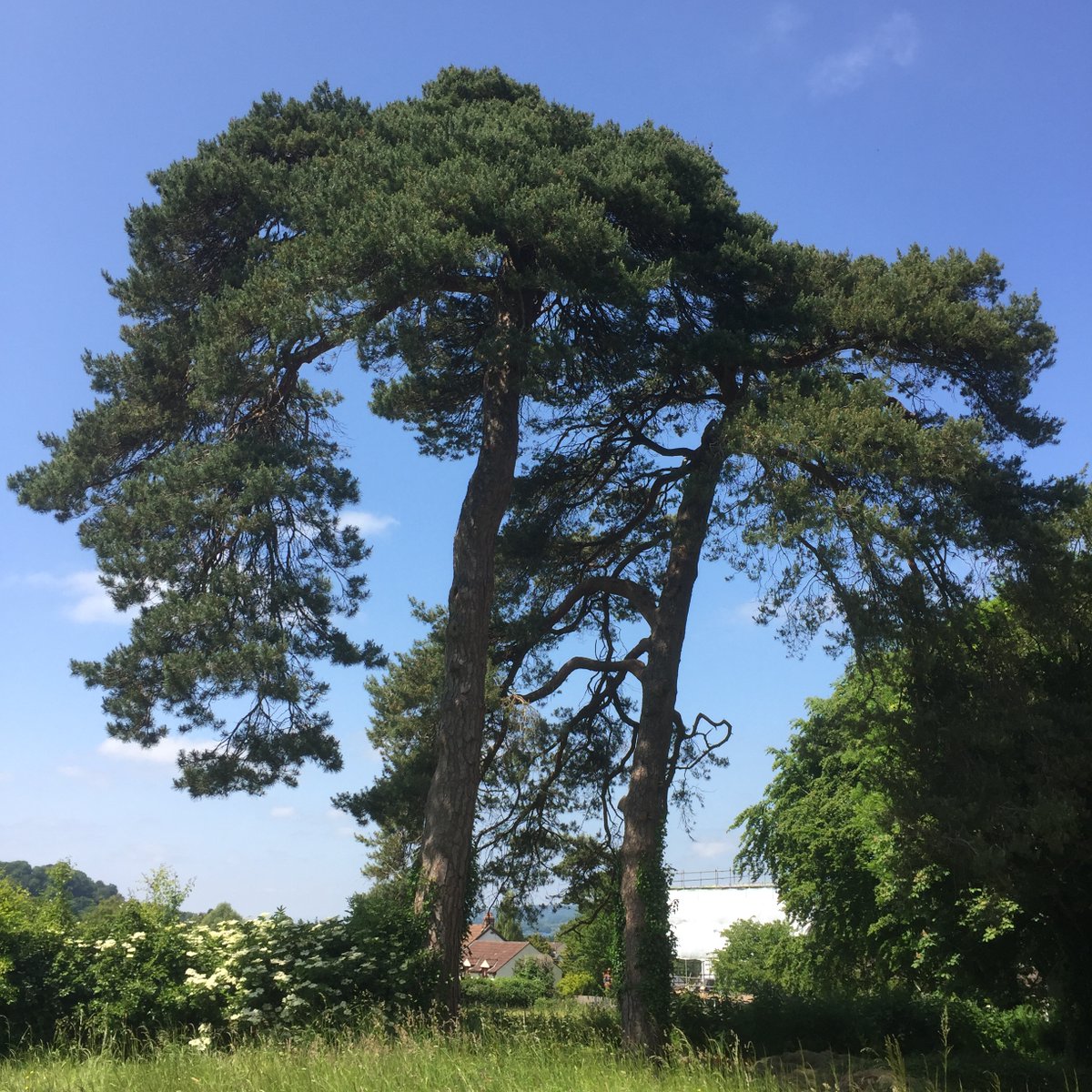 Day 7 and more trees- this time on the church boundary #30DaysWild #LoveYourBurialGroundWeek