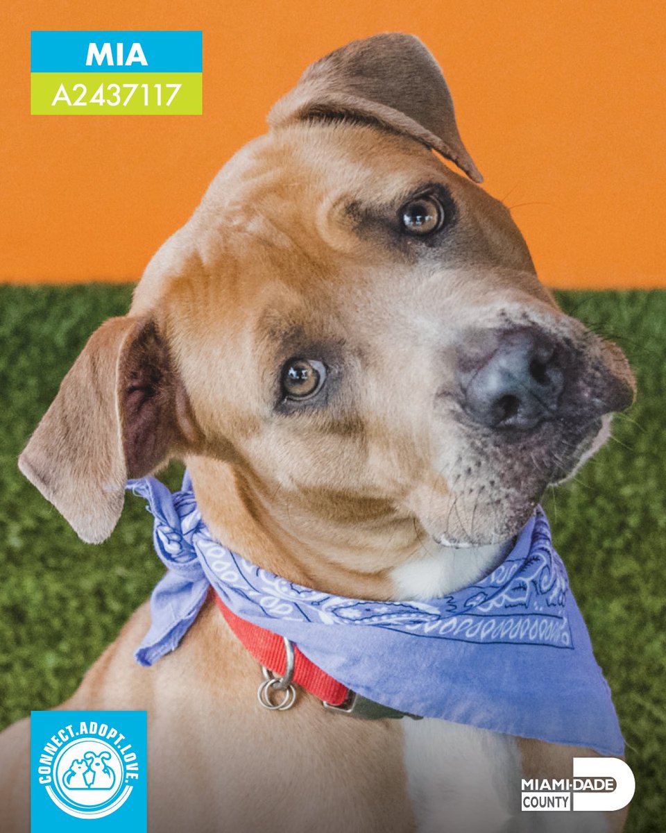 Miami-Dade County Animal Services tweet media